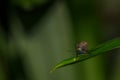 Land snail on green leaf