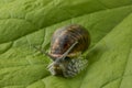 Land snail at a green leaf Royalty Free Stock Photo