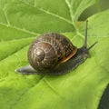 Land snail at a green leaf Royalty Free Stock Photo