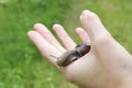 Land snail on hand Royalty Free Stock Photo