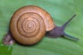 Land Snail moving on banana leaf Royalty Free Stock Photo