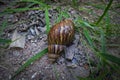 Land snail is one of snail species that live on land, as opposed to sea snails and freshwater snails