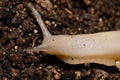 Land snail Otala lactea.