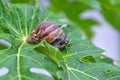 land snail and papaya leaves Royalty Free Stock Photo