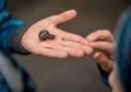 A land snail racing across a hand Royalty Free Stock Photo