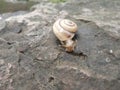 The land Snail on rock Royalty Free Stock Photo