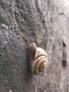 The land Snail on rock