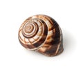 Land snail shell Royalty Free Stock Photo