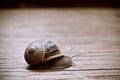 Land snail on a wooden surface