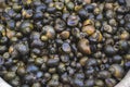 Edible land snails in Luang Prbang morning market