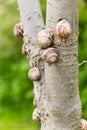 Land snails on a tree Royalty Free Stock Photo