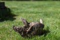 The land tortoise has fallen and is lying upside down on the grass. Trying to turn around Royalty Free Stock Photo