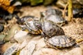 Land tortoises or turtles on rocks near the pond Royalty Free Stock Photo