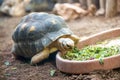 Land turtle eating fresh vegetables