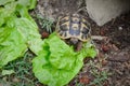 A land turtle eats a green salad leaf
