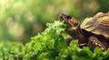 A land turtle eats a lettuce leaf, large copyspace area, offcenter composition