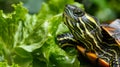 A land turtle eats a lettuce leaf, large copyspace area, offcenter composition