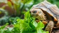 A land turtle eats a lettuce leaf, large copyspace area, offcenter composition