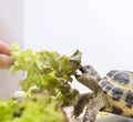 Land turtle eats lettuce, lettuce, reptile, animal eats greens