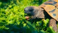 Land turtle feeding on vegetables on a sunny day Royalty Free Stock Photo