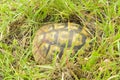 land turtle hiding in the grass from predators