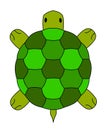 Land turtle illustration