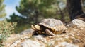 The Land turtle in its natural environment. A wild animal of Greece Hermanns tortoise. Generative AI