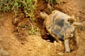 Land turtle laying eggs