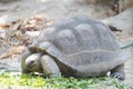 Land turtle quietly eating its leaf meal Royalty Free Stock Photo
