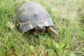Land turtle in the meadow. Marginated tortoise