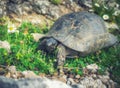 Land turtle Testudinidae, in Turkey in the province of Mugla in the spring Royalty Free Stock Photo
