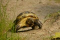 Land turtle (Testudo horsfieldii)