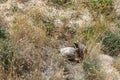 Land turtles copulating among the grass