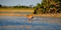 Land under water: on safari through the wilderness and wildlife-spectacle.