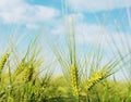 Land of wheat. Royalty Free Stock Photo