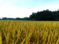 Landace rice field Royalty Free Stock Photo