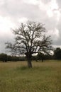 Landascape  with tree without leaves in the meadow Royalty Free Stock Photo