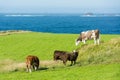 Landascapes of Ireland. Malin Head in Donegal. Cows grazing