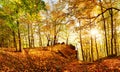 Landcape with forest at autumn with sun