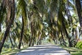 Coconut palm trees road in park Royalty Free Stock Photo