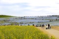 Landcape view of nemophila flowers field and rape blossoms with white cloudy sky Royalty Free Stock Photo