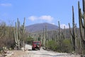 Landcruiser in the Cactus Fields Royalty Free Stock Photo