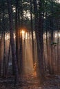 Landes forest in winter season