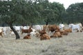 Landescape of Alentejo Royalty Free Stock Photo