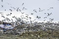 Landfill flock of nuisance birds