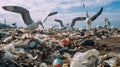 Landfill site with seagulls scavenging for food Royalty Free Stock Photo