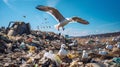 Landfill site with seagulls scavenging for food Royalty Free Stock Photo