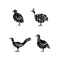 Landfowl black glyph icons set on white space Royalty Free Stock Photo