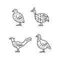 Landfowl linear icons set Royalty Free Stock Photo