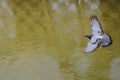 Flying pigeon over the water